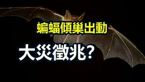 🔥🔥8月异象9月应验❗这个地方危险了 蝙蝠倾巢出动 什么灾难征兆❓