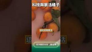 砂糖橘的科技与狠活！