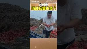西红柿卖不掉，内循环的市场也完了！