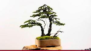 暂且放下世间纷扰，山采云杉，自制陶盆，作成悦目盆景