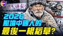 大量农民被冻死！ 「没钱取暖」成2026热搜第一！ 「煤改气」成寒冬杀手！ 「绿水青山」藏杀猪盘，「煤改气」成寒冬杀手！这是压垮百姓的最后稻草？ ！#真观点 #真飞